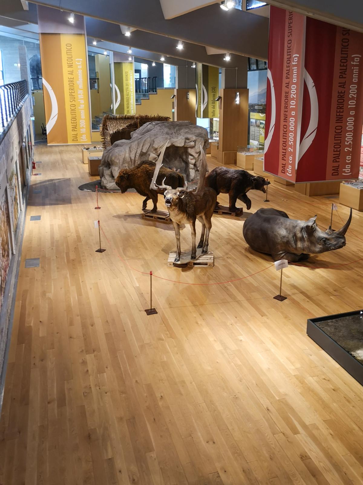 Animali museo Isernia Molise