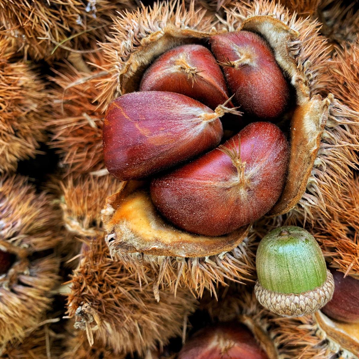 Sagra della Castagna